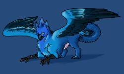 2014 5:3 anthro avian balls beak black_body blajn blue_back blue_body blue_eyes blue_feathers blue_fur erection feathered_wings feathers feral fur genitals gryphon issira male male_feral mythological_avian mythological_creature mythology penis pink_penis solo standing tail wings