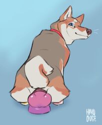 anal anal_masturbation anal_sex anal_tugging animal_dildo animal_sex_toy animated blue_eyes breath canid canine canine_dildo canis clothing collar curled_tail dildo dildo_in_ass dildo_insertion domestic_dog fen_(hakudoge) feral gay gay_anal gay_male gay_sex hakudoge hi_res homosexual homosexual_male homosexual_sex knot knotted_dildo leg_warmers legwear looking_back male male/male male_only male_penetrated mammal masturbation object_in_ass penetration red_collar riding_dildo sex_toy sex_toy_in_ass sex_toy_insertion shiba_inu solo spitz tail