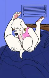 after_sex anus autofellatio balls bed blush bodily_fluids canid canine canis clothing cum cum_inside cum_on_face cum_on_self domestic_dog duo family_guy fronch_nibble_(artist) fur furniture genital_fluids genitals jasper_(family_guy) male male/male mammal masturbation oral oral_masturbation penile penile_masturbation penis piercing shirt simple_background spread_legs spreading topwear white_body white_fur