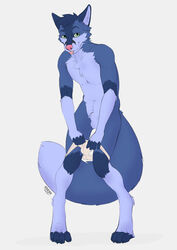 1boy anthro bedroom_eyes blue_body blue_fur canid canine canis clothing edesk fur furry_only green_eyes hi_res hybrid jockstrap male male_only mammal narrowed_eyes pink_nose seductive solo tongue tongue_out underwear underwear_around_legs underwear_down undressing white_underwear wolf