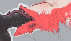 anthro balls big_penis bodily_fluids duo erection fellatio fur genitals hi_res licking male male/male neck_bulge oral penile penis penis_lick raptoral raptoral_(character) red_body red_fur sergal sex simple_background tears tongue tongue_out vein veiny_penis white_body white_fur