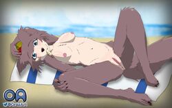 anthro beach beach_blanket beastars blush breasts brown_body brown_fur canid canine canis female fur furry furry_only genitals juno_(beastars) looking_at_viewer lying mammal nipples nude orez_art pussy seaside seductive solo suggestive tail wolf