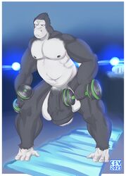 1boy 2021 animal_humanoid annoyed anthro ape balls barazoku big_balls big_penis black_nipples cev exercise foreskin fur genitals glare gorilla gorilla_humanoid grey_body grey_fur grey_skin gym haplorhine hi_res huge_balls huge_cock humanoid hyper hyper_genitalia hyper_penis looking_at_viewer male male_only mammal mammal_humanoid monkey monkey_boy monkey_feet monkey_humanoid musclegut muscular nipples nude penis prehensile_feet primate primate_humanoid solo solo_focus solo_male uncut vein veiny_penis weightlifting weights workout