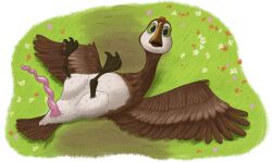 absurd_res alpha_channel anatid anatomically_correct anatomically_correct_genitalia anatomically_correct_penis animal_genitalia anseriform anserine avian avian_feet beak belly bird black_feet brightbill_(the_wild_robot) brown_body brown_feathers brown_tail_feathers brown_wings cloaca cloacal_penis curled_penis dreamworks feathers feet feral flower genitals goose grass green_eyes hi_res huge_filesize legs_up looking_at_viewer lying male monocerus on_back open_mouth outside penile_spines penis pink_penis plant prehensile_penis solo spread_wings tail tail_feathers the_wild_robot white_belly white_body white_face white_feathers wings