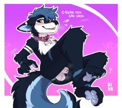 absurd_res anthro anus balls blue_body blue_eyes blue_fur blue_hair blush bodily_fluids canid canine canis collar domestic_dog feet fenneckiro flustered foot_focus fur genital_fluids genitals hair hi_res husky leaking_precum lying male mammal multicolored_body multicolored_fur nordic_sled_dog penis penis_poking_out precum shy solo speech_bubble spitz vikohusky