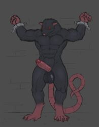 1boy abs anthro arms_tied balls big_balls black_balls black_body black_fur bound erect_penis erection floor fur genitals hi_res humanoid_genitalia humanoid_penis long_tail male male_only mammal multicolored_body murid murine muscular muscular_anthro muscular_male penis pink_nose pink_penis pink_tail raised_arm rat red_eyes rodent simple_background skaven solo solo_male standing wall_(structure) warhammer_(franchise) warhammer_fantasy wolfarion