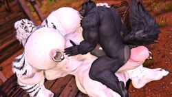 3d_(artwork) balls big_balls big_penis black_body black_fur black_nose canid canine digital_media_(artwork) ekkocarmilios felid feline final_fantasy final_fantasy_xiv final_fantasy_xiv_(legacy) fur genital_piercing genitals hair hi_res hrothgar huge_balls huge_cock lumiere_(ekkocarmilios) male male/male mammal muscular nipple_fetish nipple_piercing nipple_play nipple_suck nipples overbite overbite_fang pantherine pecs penis penis_piercing piercing sitting_on_penis size_difference square_enix sucking teeth tiger white_body white_fur winter_yaroslav_(entitropy)