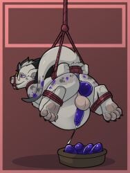 2026 4_toes anthro anus balls bastiel big_belly bit_gag bondage bound digital_drawing_(artwork) digital_media_(artwork) dipstick_tail egg egg_laying ejaculation english_description erection eyewear feet gag gagged genitals glasses gold_glasses grey_body grey_spots grey_tail_tip hands-free hands_behind_back herm hi_res humanoid_genitalia humanoid_penis intersex kobold lumos_(jct) markings mayternity mayternity_2026 pawpads penis pregnant pregnant_anthro pregnant_herm pregnant_intersex purple_anus purple_eyes purple_penis purple_spots restraints rope rope_bondage rope_harness round_glasses scalie solo spots stretched_vagina suspension tail tail_markings toes vaginal_egg_laying vaginal_penetration wearing_glasses
