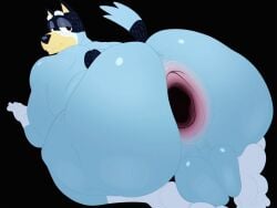 2026 4_toes 5_fingers all_fours anthro anus australian_cattle_dog backsack balls bandit_heeler black_nose blue_body blue_eyebrows blue_fur bluey_(series) canid canine canis cattledog clothing digital_drawing_(artwork) digital_media_(artwork) domestic_dog elotes_en_vaso english_description eyebrows feet fingers flat_colors footwear fur gaping gaping_anus garter_belt garter_belt_socks garter_straps genitals gloves_(marking) half-closed_eyes herding_dog hi_res looking_back male mammal markings narrowed_eyes overweight overweight_anthro overweight_male pastoral_dog perineum smile socks solo tail thick_thighs toes