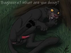 1boy anatomically_correct anatomically_correct_anus anatomically_correct_genitalia anatomically_correct_penis animal_genitalia anus bagheera balls black_body black_fur dialogue digital_media_(artwork) disney embarrassed english_text erection felid feral fur genitals hi_res jungle male male_only mammal melanistic nude pantherine paws penis pinup pose quadruped solo soulgryph teeth text the_jungle_book whiskers