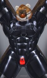 2024 3:5 abs anthro archy- ball_gag barazoku bear biceps big_muscles biped black_eyes bondage bondage_furniture brown_body brown_fur chastity_bulge chastity_device clothing full_body_suit fur gag harness hi_res latex latex_clothing latex_skinsuit lock_bulge looking_at_viewer male mammal muscular muscular_anthro muscular_male muscular_sub pecs saint_andrew&#039;s_cross skinsuit solo submissive submissive_anthro submissive_male tight_clothing white_body white_fur