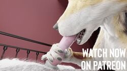 3d 3d_(artwork) advertisement animal_genitalia animal_penis animated anthro bed canid canine canine_penis canis duo fellatio female fur furniture genitals handjob isal male mammal oral oral_penetration patreon penetration penile penis sex short_playtime straight tongue wolf