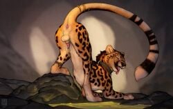 anchee animal_genitalia anus ass ass_up balls cheetah collar digital_drawing_(artwork) digital_media_(artwork) erection feet felid feline feral fur genitals hi_res looking_at_viewer male mammal penis piercing rear_view sheath smile solo spots stripes tail teeth toes tongue