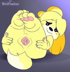 2021 3_toes 4_fingers animal_crossing anthro ass big_butt blush canid canine canis claws domestic_dog english_text feet female fingers fur furry furry_only gaping gaping_pussy genitals grey_background hair hand_on_leg hands_on_legs hi_res isabelle_(animal_crossing) looking_at_viewer lying mammal nintendo nude on_back pawpads paws presenting presenting_hindquarters presenting_pussy pussy shih_tzu simple_background smile solo spread_pussy spreading tail text thick_thighs toes toy_dog video_games wide_hips wolfbaloo yellow_body yellow_fur