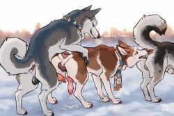 absurd_res after_anal animal_genitalia animal_penis anus anvil_(hakudoge) balls blue_eyes bodily_fluids breath brown_body brown_fur canid canine canine_genitalia canine_penis canis collar cum cum_from_ass cum_in_ass cum_inside curled_tail darkened_balls darkened_genitalia domestic_dog erection feral feral_on_feral fully_sheathed fur genital_fluids genitals grey_body grey_fur group hakudoge hi_res husky knot knotted_penis male male/male mammal musk musk_cloud musky_anus musky_butt nordic_sled_dog penis penis_tip scarf sheath spiked_collar spikes spitz tail timber_(hakudoge) trio white_body white_fur
