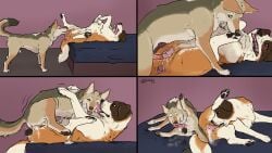 16:9 absurd_res balls bed bodily_fluids canid canine canis coyote cum cunnilingus domestic_dog duo excessive_cum excessive_genital_fluids female feral furniture genital_fluids genitals hi_res licking male male/female mammal molosser mountain_dog oral orgasm penetration penis saint_bernard self_lick sex shelby_(sketchy_shelby) tongue vaginal_penetration widescreen