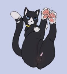 animal_genitalia animal_penis anus atlus balls black_body black_fur blue_eyes blue_sclera collar domestic_cat felid feline feline_penis felis feral fur genitals legs_up looking_at_viewer male male_focus male_only mammal markings megami_tensei morgana_(persona) pawpads paws penis persona persona_5 plumbelly presenting presenting_penis raised_tail simple_background smile solo solo_male video_games white_markings yellow_collar