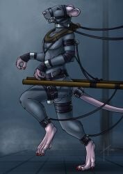 aaron_d'verse anthro balls bdsm beady_eyes bit_gag black_eyes chastity_cage chastity_device claws collar ear_piercing ear_ring ears_back finger_claws fur gag gagged genitals grey_balls grey_body grey_fur hi_res hufnaar male male_anthro mammal metal_collar murid murine muzzle_gag nude petplay piercing pink_tail pivoted_ears ponyplay rat red_claws ring_piercing rodent roleplay side_view slim_anthro slim_male solo tail teeth toe_claws walking wearing_chastity_cage wearing_chastity_device whiskers