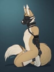 akasch ankle_cuffs ankles_tied anthro arched_back armbinder balls bdsm binder_(restraint) blindfold blue_background bondage bondage_gear bound brown_body brown_fur canid canine chastity_cage chastity_device collar cuff_(restraint) cuffed_ankles cuffed_wrists dipstick_tail featureless_chest fennec_fox fluffy fluffy_tail fox fur gag gagged genitals gradient_background hands_behind_back hi_res junkieboi kneeling leather leg_markings male male_anthro mammal markings muzzle_(object) muzzle_gag muzzled navel nude_anthro nude_male restrained restrained_arms restraints side_view simple_background slim_anthro slim_male small_waist socks_(marking) solo submissive submissive_anthro submissive_male tail tail_markings tan_body tan_fur training true_fox wearing_chastity_cage wearing_chastity_device