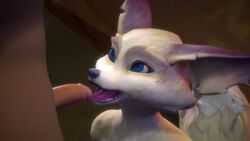 16:9 3d_(artwork) anthro aubreganimations blizzard_entertainment canid canine digital_media_(artwork) duo erection female female_on_human fur genitals hi_res human human_on_anthro imminent_oral interspecies licking looking_up male male/female male_on_anthro mammal nude open_mouth penis solo_focus tongue tongue_out video_games vulpera warcraft white_body white_fur widescreen