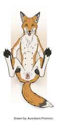 anatomically_correct anatomically_correct_anus anatomically_correct_genitalia anatomically_correct_pussy animal_genitalia animal_pussy anthro anus aureskarispriomnis canid canine canine_pussy female fox furry genitals hi_res mammal pawpads paws presenting presenting_anus presenting_pussy pussy red_fox semi-anthro solo teats