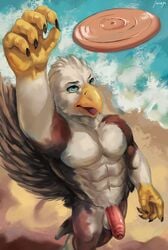 accipitrid accipitriform anthro avian balls beach beak bird brown_body brown_feathers claws countershade_torso countershading eagle feathers flaccid foreskin frisbee furry genitals hi_res humanoid_genitalia humanoid_penis juiceps male male_only non-mammal_balls penis sand sea seaside solo talons topless_male uncut water white_body white_feathers