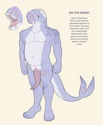 anthro anthro_whale anthrofied buzz_cut buzzcut buzzed cetacean cetacean_genitalia cetacean_penis cetacean_tail digital_drawing_(artwork) digital_media_(artwork) english english_text erect_penis erection full_length_portrait fun_fact male male_focus male_only mouth_closed mouth_reference mr_shrink open_mouth original original_character request requested scars scars_all_over scars_on_face scars_on_tail scars_on_thighs sharp_teeth shaved_head solo solo_male sperm_whale sweat tail tattoo tattoo_on_neck tattooed_arm unsure whale whale_humanoid wounds