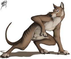 animal_genitalia anthro balls brown_body brown_fur dasyuromorph digitigrade fully_sheathed fur furry genitals half-closed_eyes lizet looking_at_viewer male mammal marsupial marsupial_balls narrowed_eyes nude sheath smile solo thylacine