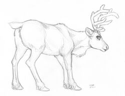 2020 antlers anus capreoline cervid ecmajor female feral genitals graphite_(artwork) greyscale hooves horizontal_pupils horn looking_back mammal monochrome pencil_(artwork) pupils pussy reindeer short_tail sketch solo traditional_media_(artwork)