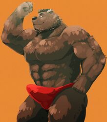 2021 anthro arufina_w balls_outline barazoku black_nose brown_body brown_fur bulge clothed clothing erection erection_under_clothing fur genital_outline hi_res kemono male mammal muscular muscular_male orange_background pecs penis_outline simple_background solo ursid