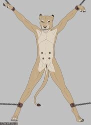 absurd_res anatomically_correct anatomically_correct_genitalia anthro anus backlash91 chained_up chains conditional_dnp felid female genitals hi_res lion mammal nipples pantherine pussy restrained solo teats