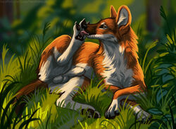 animal_genitalia balls canid canine detailed_background dhole feral foot_fetish foot_lick foot_play fully_sheathed genitals heatherwolf licking lying male mammal noxy_(dhole) on_side outside self_lick sheath solo text tongue tongue_out url