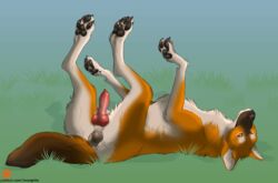 absurd_res animal_genitalia animal_penis balls canid canine canine_penis dhole feral genitals hi_res incorgnito knot lying male mammal noxy_(dhole) on_back patreon patreon_logo penis simple_background solo text url