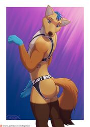 1boy anthro ass blue_hair blue_penis brown_body brown_fur canid canine fox fur furry genitals harness jockstrap male male_only male_solo mammal penis sigma_x solo solo_male text underwear url