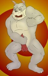 1boy 2010 anthro beating_off bulldog color dog front_view fur male male_only masturbation nude penis solo spike_bulldog standing tom_and_jerry