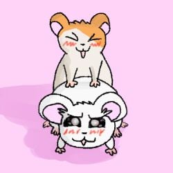 1:1 bijou_(hamtaro) blush cricetid duo female female_penetrated feral feral_on_feral feral_penetrating from_behind_position hamster hamtaro hamtaro_(series) happy happy_sex male male/female male_penetrating male_penetrating_female mammal orgasm_face penetration rodent sex