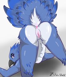 absurd_res anthro anus ass ass_up avian beak bird blue_body bluebird butt_focus feathers female fluffy genitals hi_res looking_at_viewer looking_back oscine passerine presenting presenting_anus presenting_pussy pussy solo solo_focus tail tail_feathers thrush_(bird) zulu_uwu