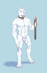 absurd_res animal_genitalia anthro balls blue_eyes canid canine canis collar domestic_dog fully_sheathed fur genitals hi_res leash male mammal muscular muscular_male sheath simple_background solo somecrazybastard standing white_body white_fur