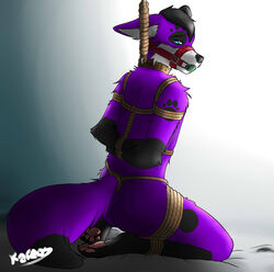 anthro arms_tied ball_gag black_hair black_nose blue_eyes bound canid canine canis collar domestic_dog elkhound fur gag gagged hair hi_res kareos male mammal muzzle_(object) muzzled pawalo pawprint_marking purple_body purple_fur rear_view rope solo spitz submissive submissive_male