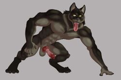 animal_genitalia animal_penis anthro balls canid canine canine_penis canis crouching erection genitals knot male mammal muscular muscular_male nude penis sheath simple_background solo somecrazybastard tongue tongue_out were werecanid werecanine werewolf wolf