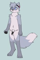 2:3 anthro arctic_fox ashblondekittyy balls black_pawpads black_penis blue_body blue_eyes blue_fur canid canine dipstick_tail eyewear fox fur genitals glasses hair hearing_aid hi_res male mammal markings pawpads penis solo standing sven_(ashblondekitty) tail tail_markings true_fox white_body white_fur