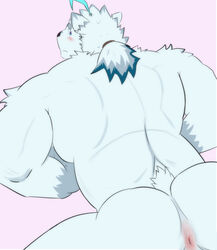 2021 absurd_res anthro anus ass blush fongu fur furry hi_res knights_college male mammal paul_(knights_college) polar_bear solo ursid ursine video_games visual_novel white_body white_fur