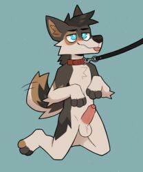 anthro arcadepup balls blep blush canid canine canis collar genitals hi_res leash male mammal penis solo tailwag tongue tongue_out wolf