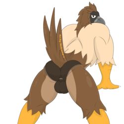 accipitrid accipitriform anthro avian beak bird briefs brown_eyes claws clothing eagle feathers male male/male notkastar philippine_eagle pirate_eagle sex solo underwear