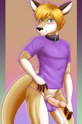 abs anthro athletic athletic_anthro athletic_male ball_bulge balls_in_underwear blonde_hair blue_eyes blush clothing collar dgemporium erection genitals hair hi_res humanoid_genitalia humanoid_penis kangaroo looking_at_viewer macropod male mammal marsupial navel nipples penis shirt smile solo tagme topwear