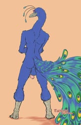 2021 anthro ass avian backsack balls beastars bird blue_body blue_feathers crossed_arms dom_(beastars) feathers foreskin full-length_portrait galliform genitals humanoid_genitalia humanoid_penis looking_at_viewer looking_back looking_back_at_viewer male male_only nude peacock_feather peafowl penis perineum phasianid pinup portrait pose rear_view signature smile solo standing tail_feathers thorso_the_vile uncut