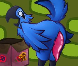 absurd_res anthro avian bird blu_(rio) blue_body blue_sky_studios box container fake_penis feathers genitals hi_res macaw male male/male neotropical_parrot parrot penis prosthetic rio_(series) simple_background sirunfurr solo true_parrot