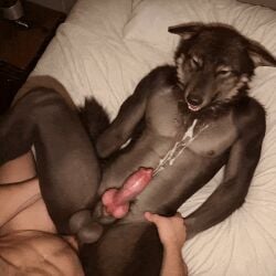 2boys ai_animation ai_generated anal anal_penetration anal_sex animal_genitalia animal_penis animated animation anthro anus bed bedroom black_body black_fur canine_genitalia canine_penis cum cum_on_self cum_on_stomach dominant dominant_human domination duo first_person furry gay gay_male gay_sex gif grey_body grey_fur human human_on_anthro inside knot knotted_penis loop looping_animation male male/male male_only nipples penis_in_ass pov realistic sharp_teeth short_playtime shorter_than_10_seconds silverlynx submissive submissive_anthro tail tan_body tan_skin teeth