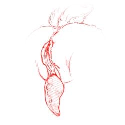 addison_(deltarune) anatomy anus fluffy fluffy_tail genitals herm hi_res hotot_harlot humanoid intersex penis penis_tentacles ridged_penis solo tail tentacles trans_(lore) vulva