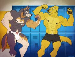 canine labrador male muscles muscular muscular_male